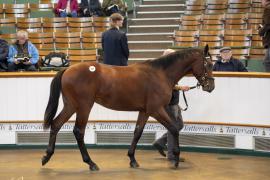 Lot  597 TBK2 2042Tattersalls