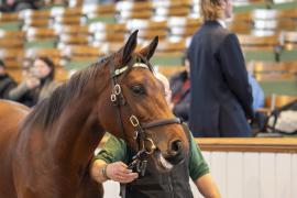 Lot  597 TBK2 2114Tattersalls