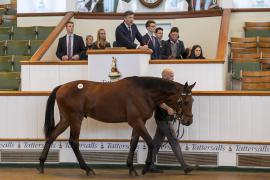 Lot  597 TBK2 2146Tattersalls