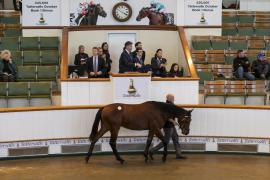 Lot  597 TBK2 2176Tattersalls