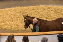 Lot  597 TBK2 2199Tattersalls