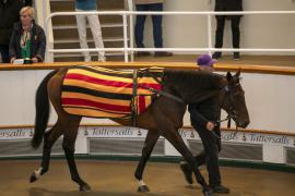 Lot  5 THIT 0012Tattersalls