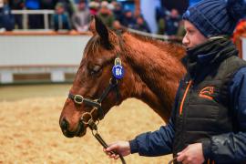 Lot  604 TDF 453Tattersalls