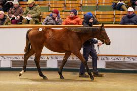 Lot  604 TDF 531Tattersalls