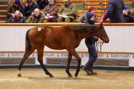 Lot  604 TDF 540Tattersalls