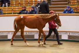 Lot  617 TDF 599Tattersalls