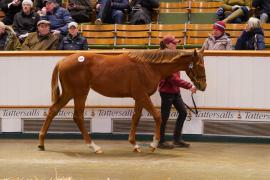 Lot  617 TDF 600Tattersalls