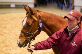 Lot  617 TDF 742Tattersalls