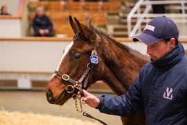 Lot  620 TDF 562Tattersalls