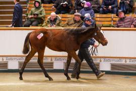 Lot  620 TDF 597Tattersalls