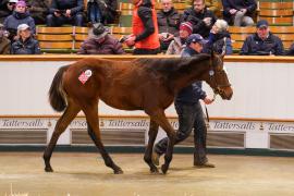 Lot  620 TDF 729Tattersalls