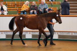 Lot  621 TBK21319Tattersalls