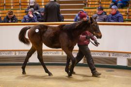 Lot  621 TDF 621Tattersalls