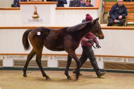 Lot  621 TDF 629Tattersalls