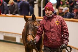 Lot  621 TDF 634Tattersalls