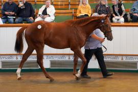 Lot  625 TBK21336Tattersalls