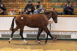 Lot  625 TBK2 2386Tattersalls