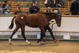 Lot  625 TBK2 2393Tattersalls