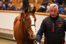 Lot  625 TDF 1024Tattersalls