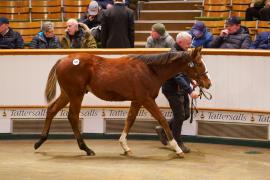 Lot  625 TDF 1043Tattersalls