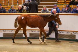 Lot  625 TDF 982Tattersalls