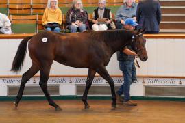 Lot  626 TBK21389Tattersalls