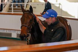 Lot  626 TBK21396Tattersalls