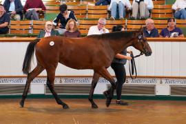 Lot  637 TBK21424Tattersalls