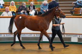 Lot  637 TBK21464Tattersalls