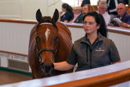 Lot  637 TBK21657Tattersalls