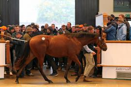 Lot  637 T B K2 1694 Tattersalls