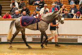 Lot  638 THIT 040Tattersalls