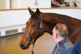 Lot  63 TDY 747Tattersalls