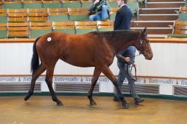 Lot  63 TDY 826Tattersalls