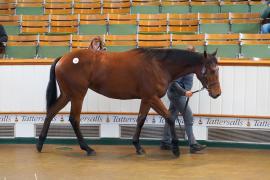 Lot  63 TDY 832Tattersalls