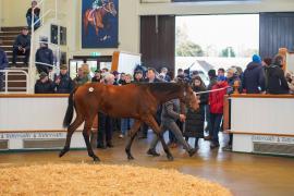 Lot  63 TDY 841Tattersalls