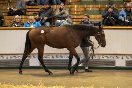 Lot  645 TBK2 2525Tattersalls