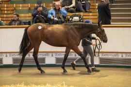 Lot  645 TBK2 2534Tattersalls