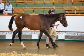 Lot  64 TSS386Tattersalls