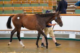 Lot  64 TSS392Tattersalls