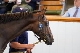 Lot  64 TSS395Tattersalls