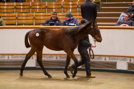 Lot  651 TDF 1084Tattersalls