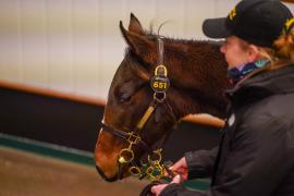 Lot  651 TDF 1097Tattersalls