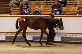 Lot  651 TDF 1108Tattersalls