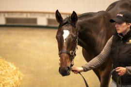 Lot  661 TBK2 2604Tattersalls