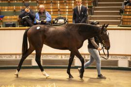 Lot  661  TBK2 2639Tattersalls