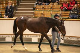 Lot  661  TBK2 2647Tattersalls