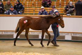 Lot  661 TDF 1183Tattersalls