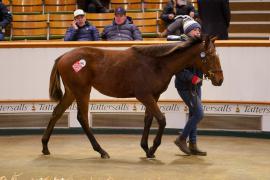 Lot  661 TDF 1211Tattersalls