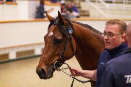 Lot  667 THIT 322Tattersalls